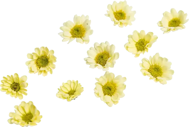 Eetbare bloem chrysant geel 20st stuk
